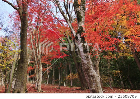 Autumn leaves forest 3 23609709