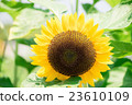 sunflower sunflower 23610109