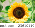 sunflower sunflower 23610110