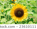 sunflower sunflower 23610111