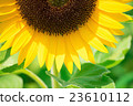 sunflower sunflower 23610112