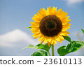 sunflower sunflower 23610113
