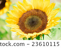sunflower sunflower 23610115