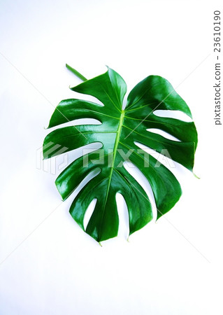 葉子背景材料·深Monstera葉子對角葉子左下葉子·白色後面垂直位置 23610190