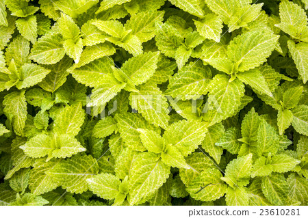 錦紫蘇 錦紫蘇 23610281