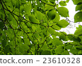 Through the leaves 23610328