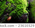 Moss and cicadas 23610329