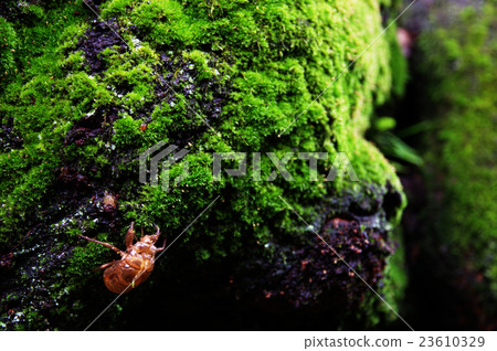 Moss and cicadas Moss and cicadas 23610329