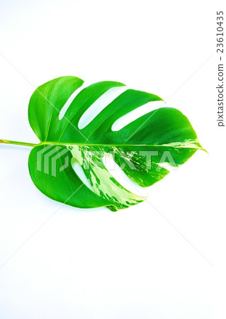 葉背景材料·雜色的龜背葉水平葉·白背垂直葉葉向前右 23610435