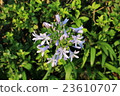  Agapanthus 23610707