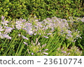  Agapanthus 23610774