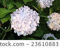 Purple hydrangea 23610883