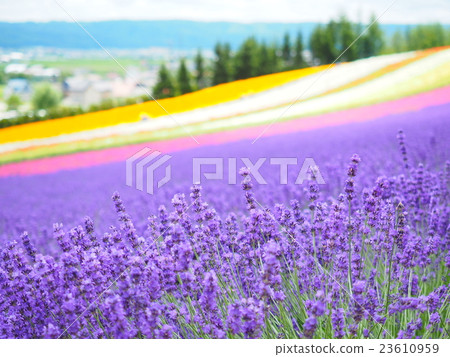 Furano lavender 23610959