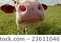 Curious cow closeup on the meadow 23611046
