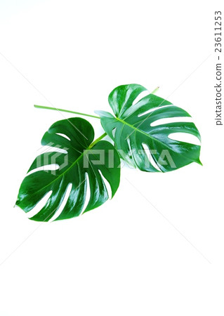 葉背景材料·深Monstera葉對角2葉·白背垂直位置 23611253