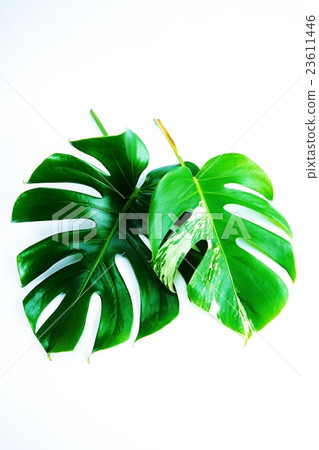 Leaves Background Material · Variegated Monstera Leaves Horizontal Leaf · White Back Vertical Leaf Leaf ahead Right 23611446