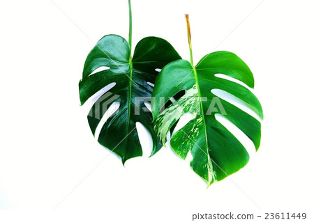 葉背景材料·龜背竹和雜色的龜背竹葉垂直2葉·白背側臥位 23611449