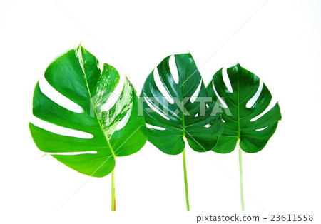 葉背景材料·龜背竹和雜色的龜背竹葉垂直3葉·白背側臥位 23611558