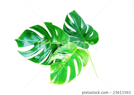 Leaf background material · Monstera and variegated Monstera leaves 3 leaves · White back sideways position 23611563
