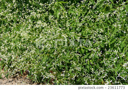 大戟·鑽石霜 23611773