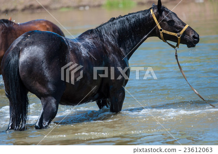 Horses at a watering-place Horses at a watering-place 23612063