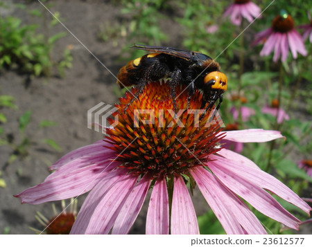 Mammoth wasp female on a purple coneflower flower 23612577