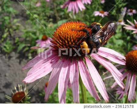 Mammoth wasp female on a purple coneflower flower 23612578