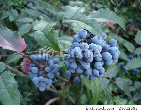 Mahonia aquifolium blue fruit and green leaves 23612585