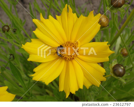 Lance-leaved coreopsis yellow flower with bee Lance-leaved coreopsis yellow flower with bee 23612797