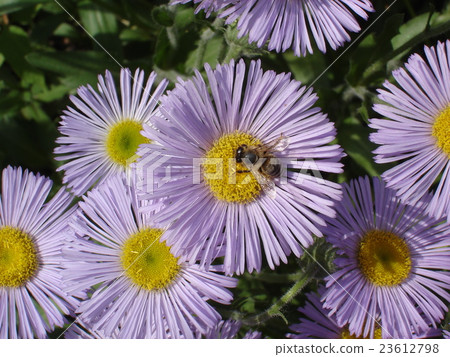 Seaside daisy purple and yellow flowers with bee Seaside daisy purple and yellow flowers with bee 23612798
