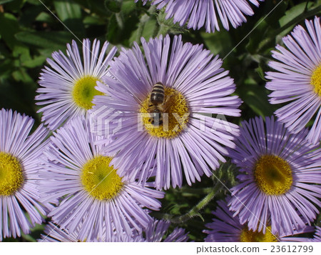 Seaside daisy purple and yellow flowers with bee Seaside daisy purple and yellow flowers with bee 23612799