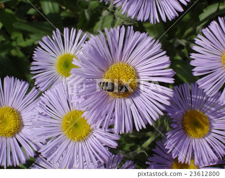 Seaside daisy purple and yellow flowers with bee Seaside daisy purple and yellow flowers with bee 23612800