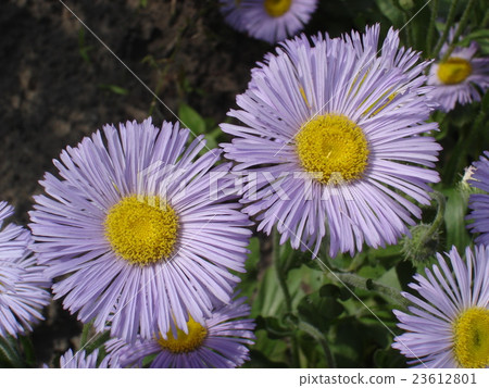 Seaside daisy purple and yellow flowers Seaside daisy purple and yellow flowers 23612801