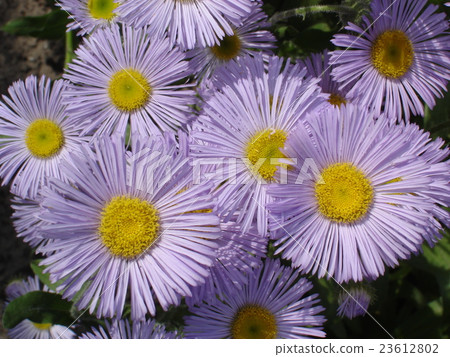 Seaside daisy purple and yellow flowers 23612802