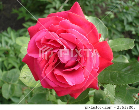 One Hybrid Tea rose flower 'Duftwolke' One Hybrid Tea rose flower 'Duftwolke' 23612803