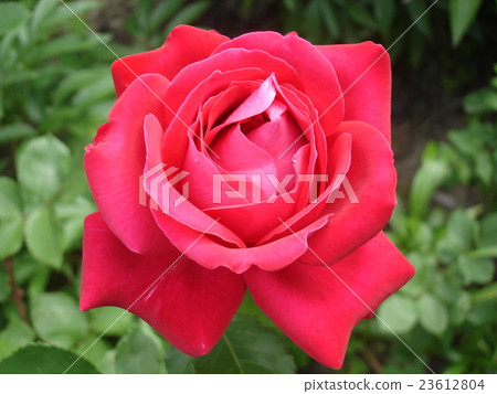 One Hybrid Tea rose flower 'Duftwolke' One Hybrid Tea rose flower 'Duftwolke' 23612804