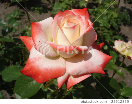 Hybrid tea white colored pink rose 'Nostalgie' 23612829