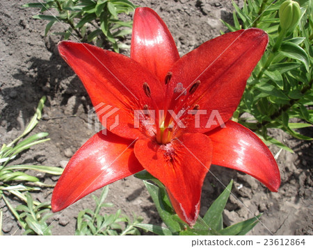 Hybrid lily 'Cherrywood' red flower Hybrid lily 'Cherrywood' red flower 23612864
