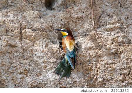 Exotic tropical bird 23613283