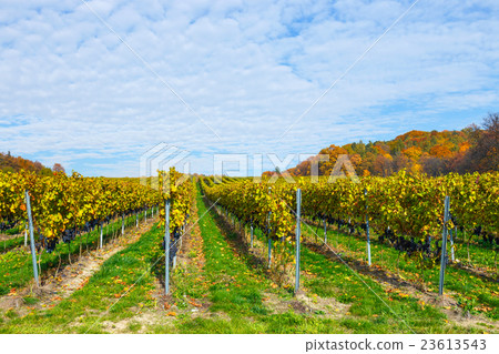 red grapes in a vineyard red grapes in a vineyard 23613543