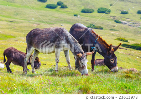 Drove of donkeys resting in the green meadow 23613978