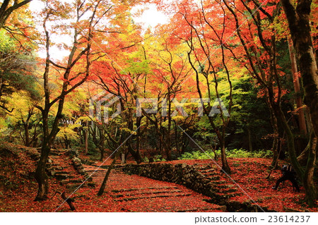 Momiji地毯 23614237