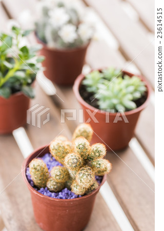 succulent plant pot succulent plant pot 23614515