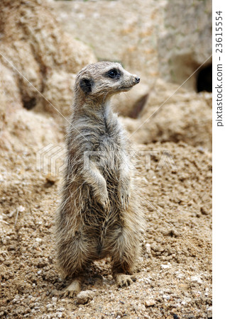 Meer cat standing sideways Meer cat standing sideways 23615554