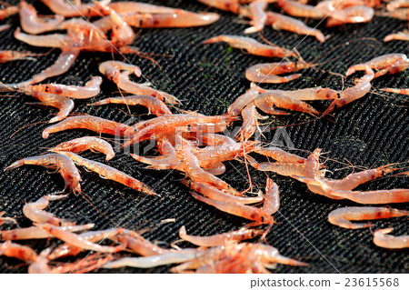 Sakura shrimp's sun-dried sun Sakura shrimp's sun-dried sun 23615568