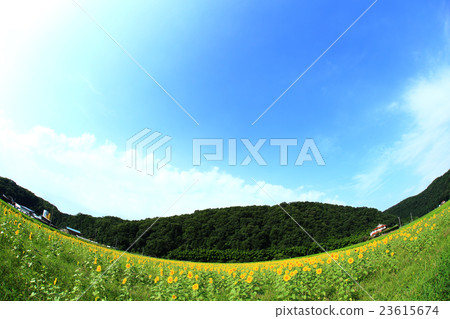 Sunflower of Kimida 911 23615674