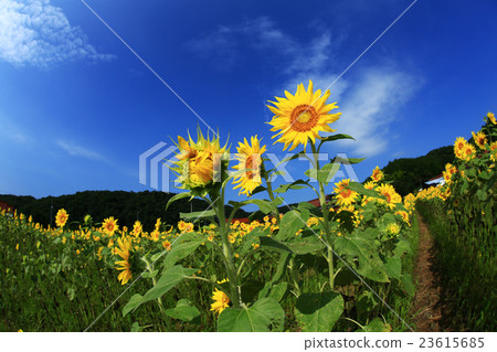 Sunflower of Kimida 975 Sunflower of Kimida 975 23615685