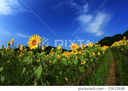 Sunflower of Kida 977 Sunflower of Kida 977 23615686