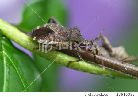 Stock Photo: nightshade bug, hexapod, stink bug