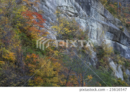 秋葉和露出在Okuma花谷 秋葉和露出在Okuma花谷 23616547